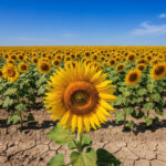 L’impact écologique des huiles végétales