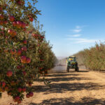 L'histoire moderne des fruits