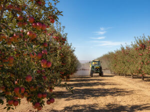 L'histoire moderne des fruits