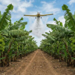 Les fruits tropicaux