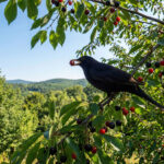 Les fruits sauvages